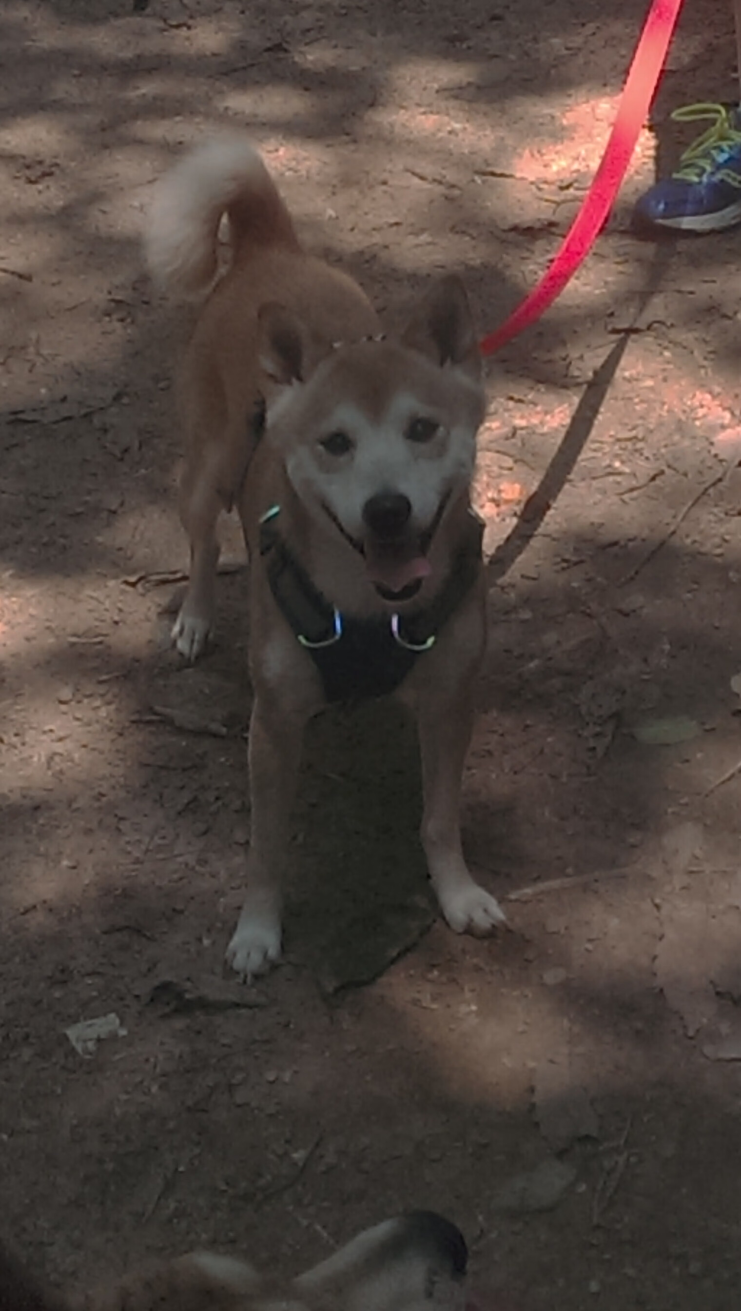 战术教科书，皇家社会如何用一场哲学课锁定世界排名争夺战焦点